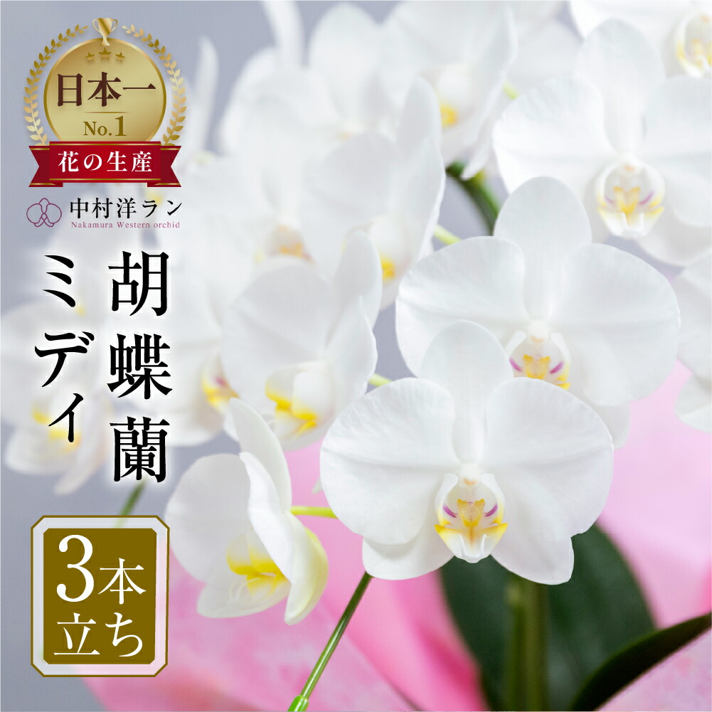 春を先取り！「常春のエデンの園」田原市の生いそだついちご＆ぷりぷり生まれながらあさり