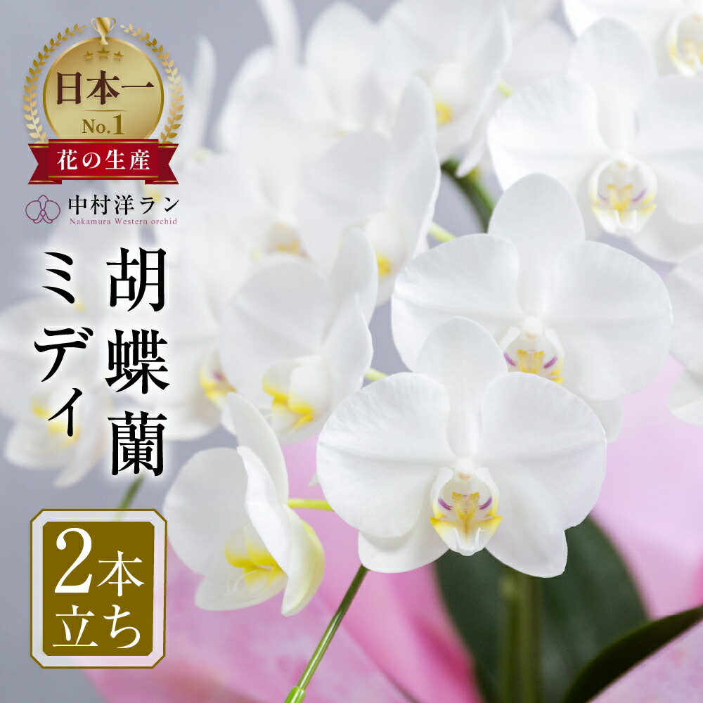としちゃん専用　白い胡蝶蘭 赤い鉢 リボン付き　110センチ 楽天市場】【ふるさと納税】《母の日までにお届け》胡蝶蘭 ミディ 中村