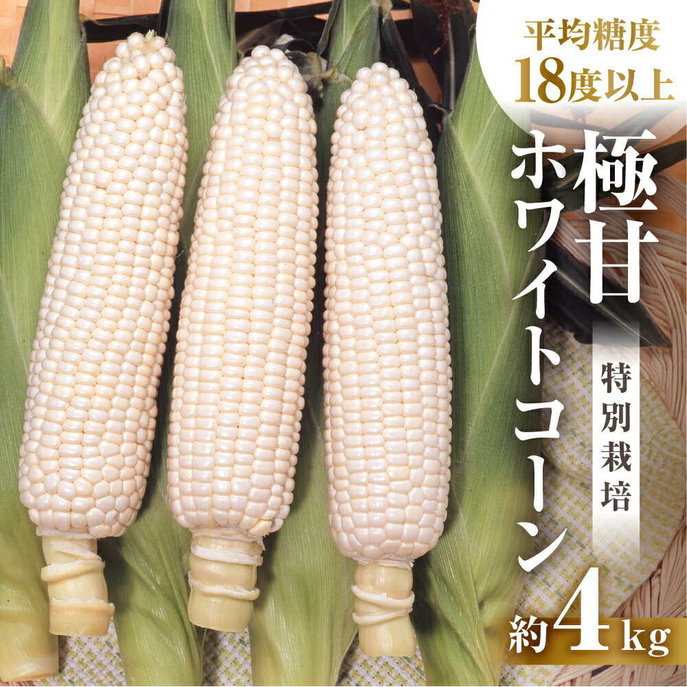 【ふるさと納税】渥美半島産　青木さんちのとうもろこし　ホワイトコーン 10本～12本 約4kg とうもろこし デザート 農家直送 送料無料 朝採れ コーン 野菜 キャンプ BBQ バーベキュー おやつ 田原市 渥美半島 愛知県 夏 旬