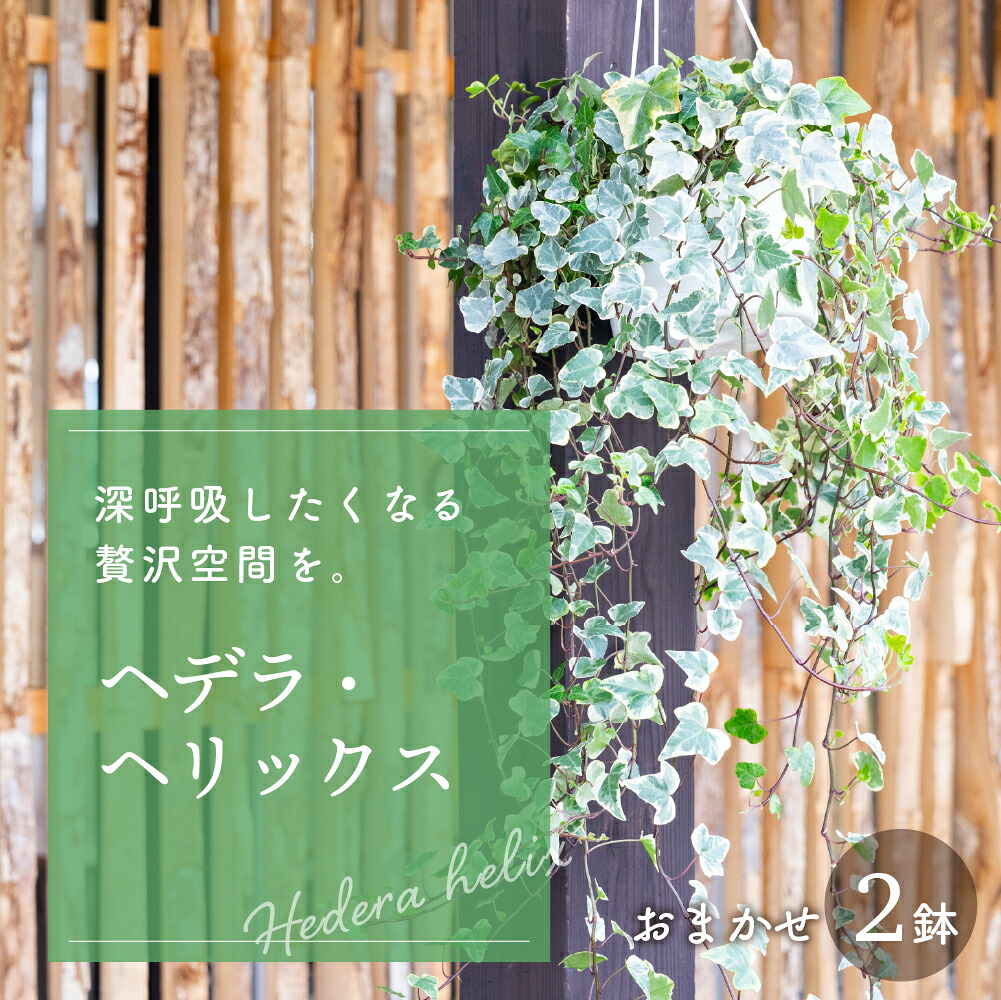 春を先取り！「常春のエデンの園」田原市の生いそだついちご＆ぷりぷり生まれながらあさり