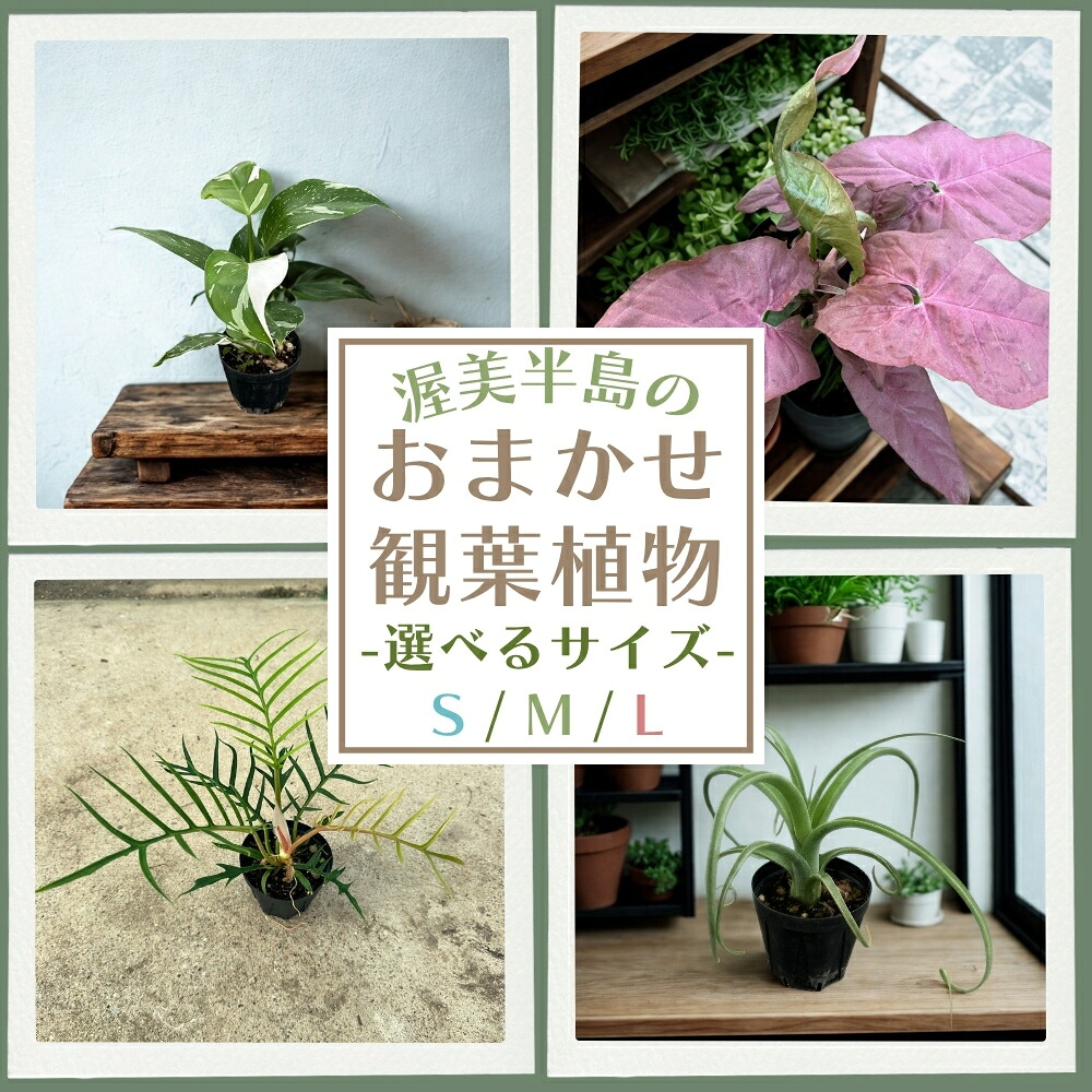 春を先取り！「常春のエデンの園」田原市の生まれ育ついちご＆ぷりぷり生まれながらあさり