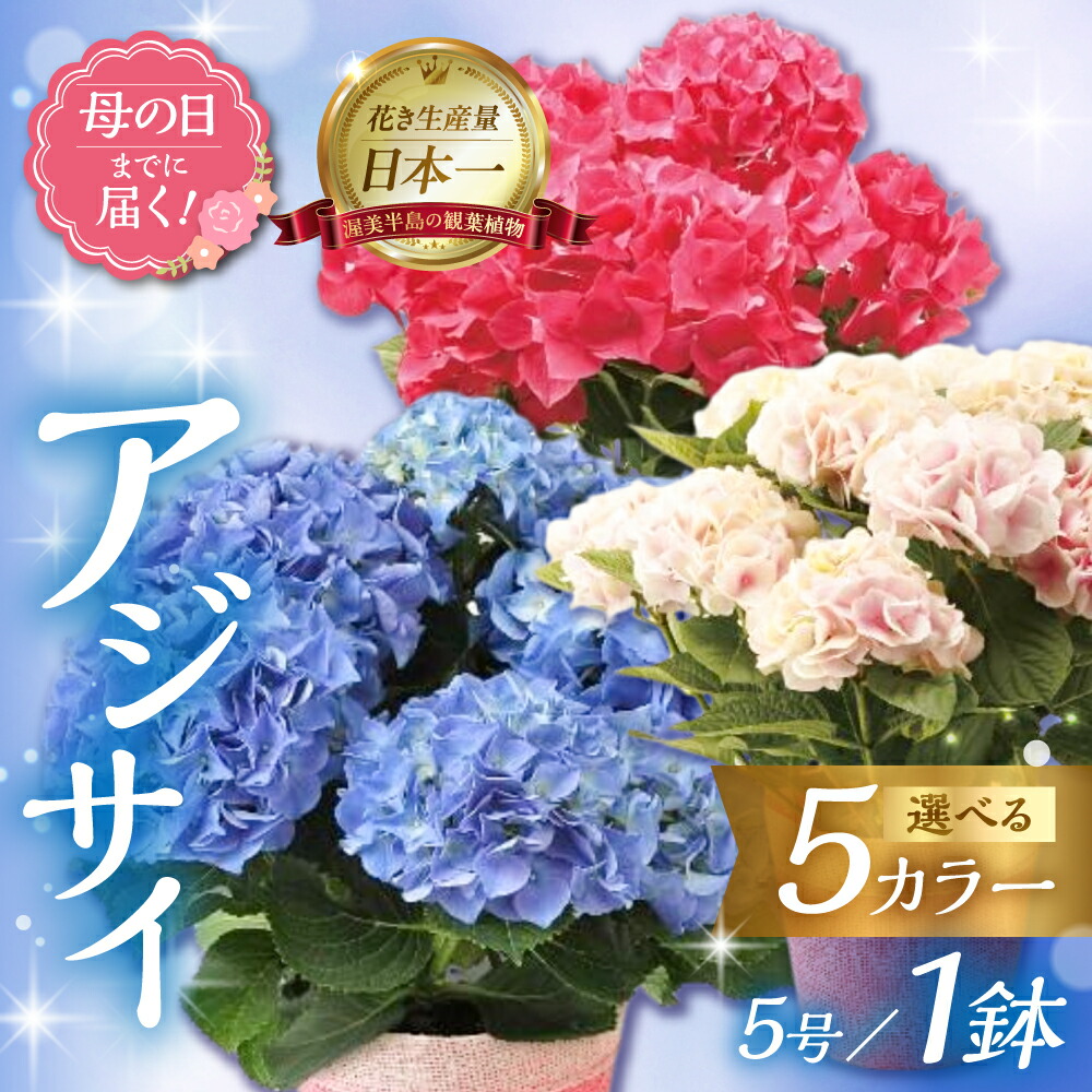 【ふるさと納税】《母の日までにお届け》アジサイ 選べるカラー 5種類 アジサイ あじさい 紫陽花 花 鉢植え 鉢 鉢花 花 観葉植物 植物 5号鉢 人気 おしゃれ かわいい 母の日 プレゼント 贈り物 贈答 ギフト 冬 フラワーギフト 母の日 ありがとう お母さん 母 記念日