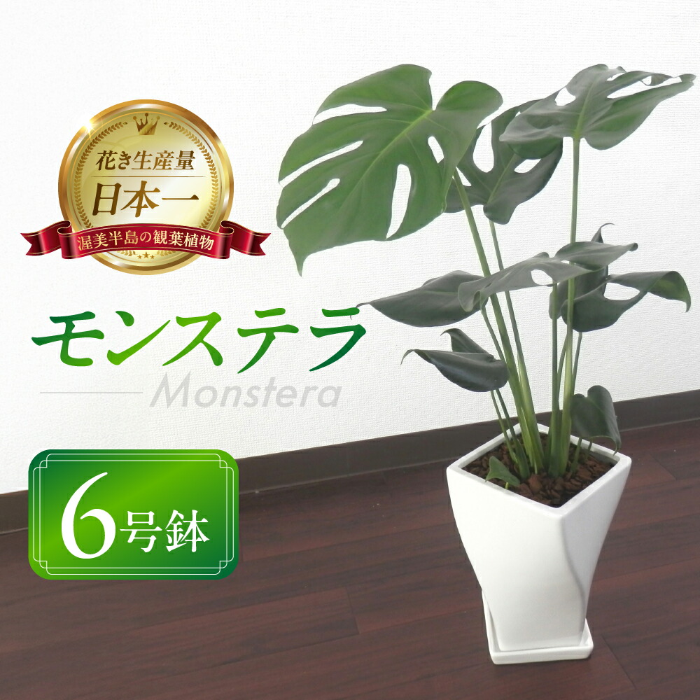 楽天市場】【ふるさと納税】癒しの観葉植物 モンステラ デリシオーサ