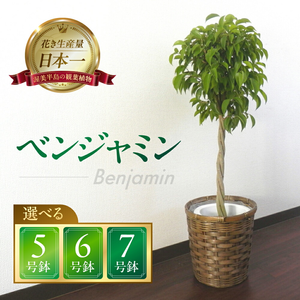 春を先取り！「常春のエデンの園」田原市の生まれ育ついちご＆ぷりぷり生まれながらあさり