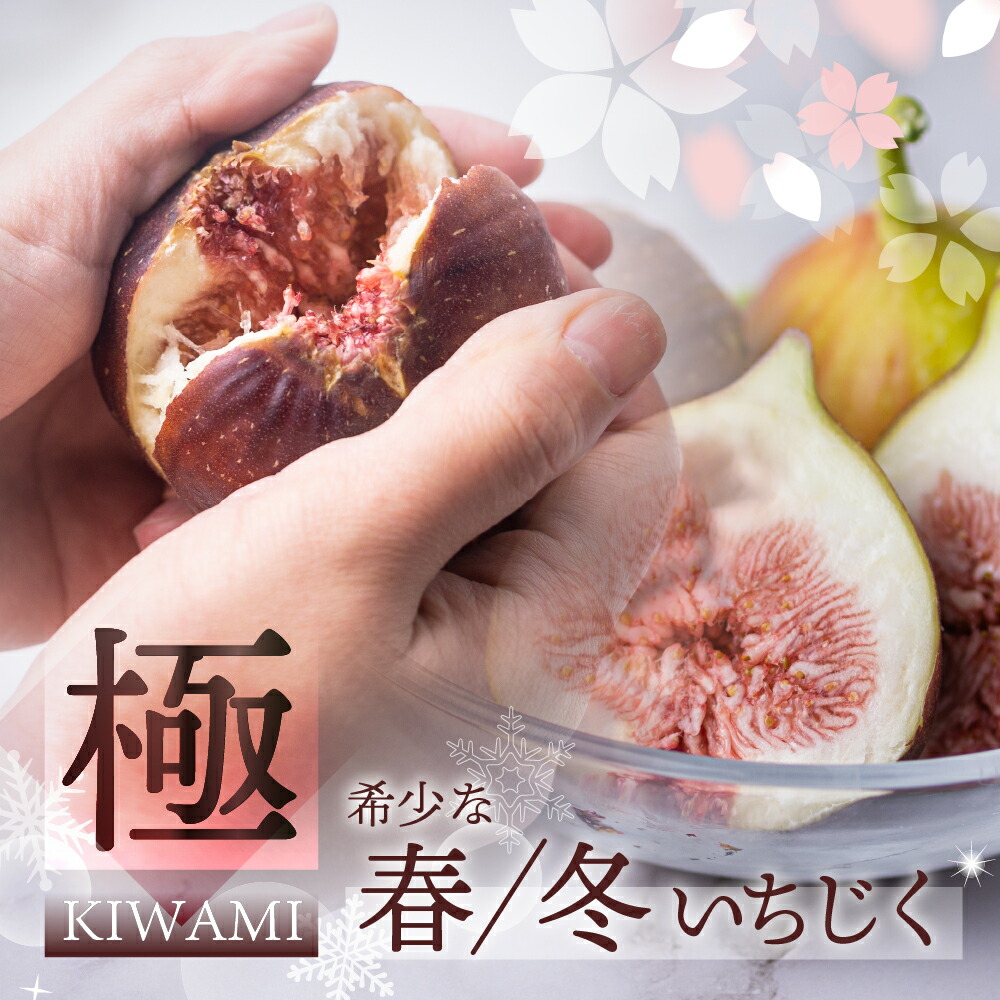 【ふるさと納税】 春冬の希少な いちじく 極 9-12玉 (春いちじく　4月～5月／冬いちじく　11月 )プレミアム完熟 大玉 フルーツ 【専用箱】入手困難 受賞農家 果物 無花果 イチジク くだもの いちぢく ランキング 贈答品 高級 産地直送 愛知県 田原市 渥美半島 人気 先行予約｜愛知県田原市 14,600円