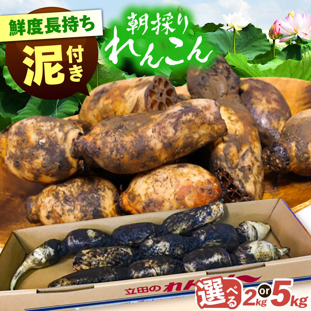 楽天市場】【ふるさと納税】 ＼選べる内容量／ れんこん 土付き鍬掘り