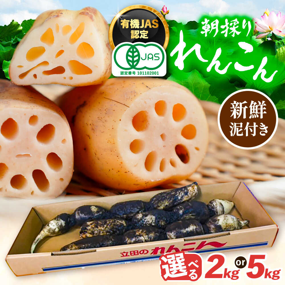 れんこん 楽天市場】【ふるさと納税】 ＼選べる内容量／ れんこん 土付き鍬掘り