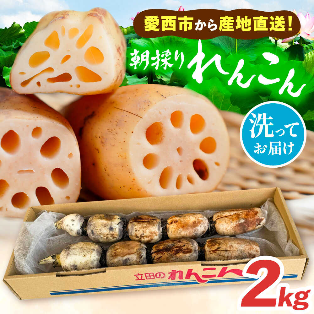 楽天市場】【ふるさと納税】 ＼選べる内容量／ れんこん 土付き鍬掘り