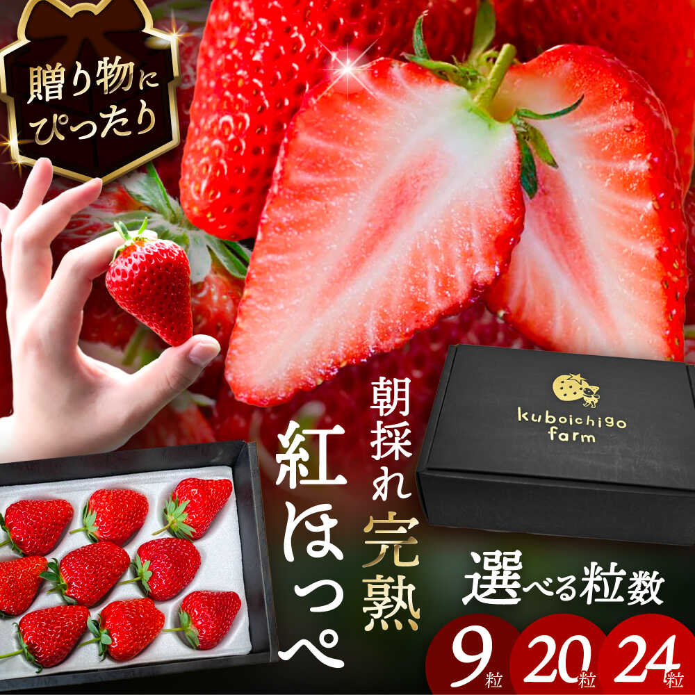 楽天市場】【ふるさと納税】【先行予約】いちご 紅ほっぺ 超特大玉2