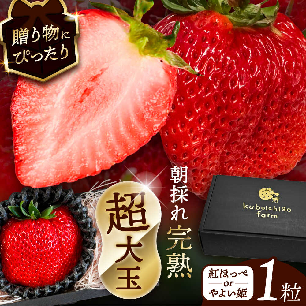 【ふるさと納税】超大玉 紅ほっぺorやよい姫 1粒 果物 いちご フルーツ 愛西市 / くぼ苺農園 【配達不可：北海道・沖縄・離島】[AECJ020]