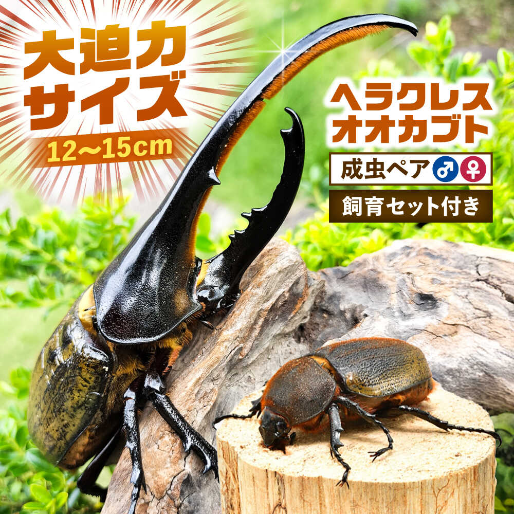 楽天市場】【ふるさと納税】ヘラクレスオオカブト オス(140〜150mm