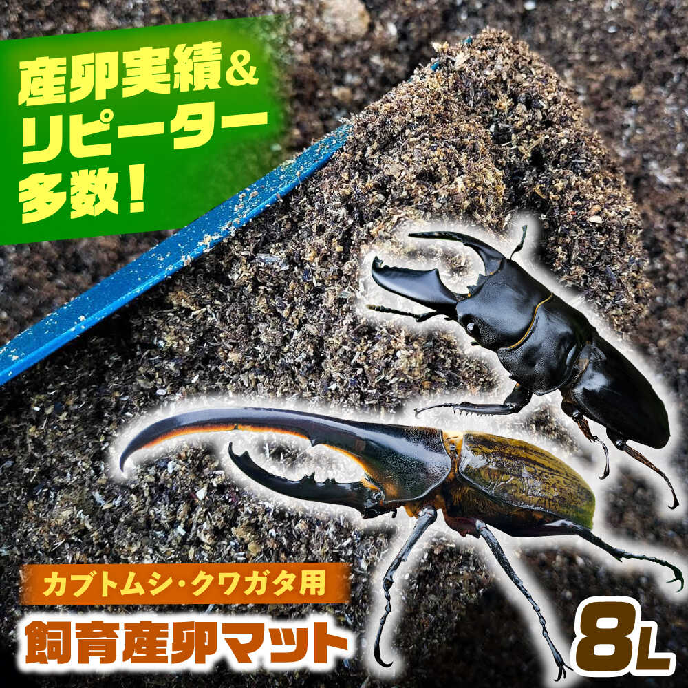 ＼愛西市反っくり返るのいちごをお届けします／