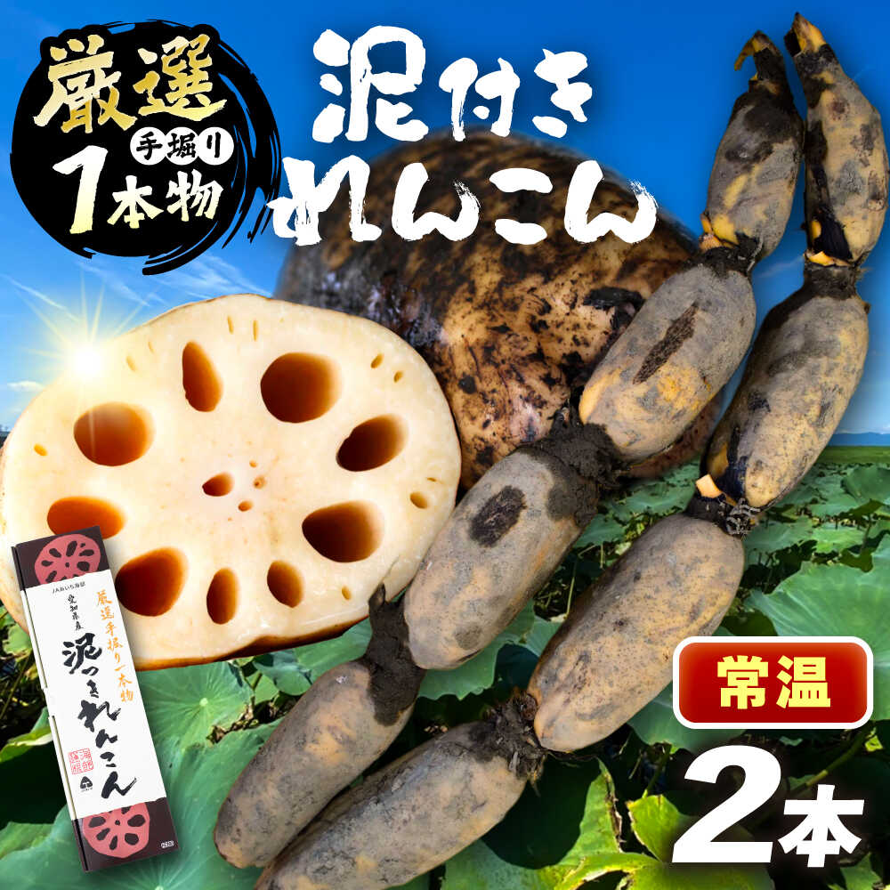 【ふるさと納税】 厳選 泥付きれんこん 2本 野菜 レンコン 愛西市 / JAあいち海部れんこんセンター 【配送不可地域：北海道・沖縄・離島】[AEDK005]