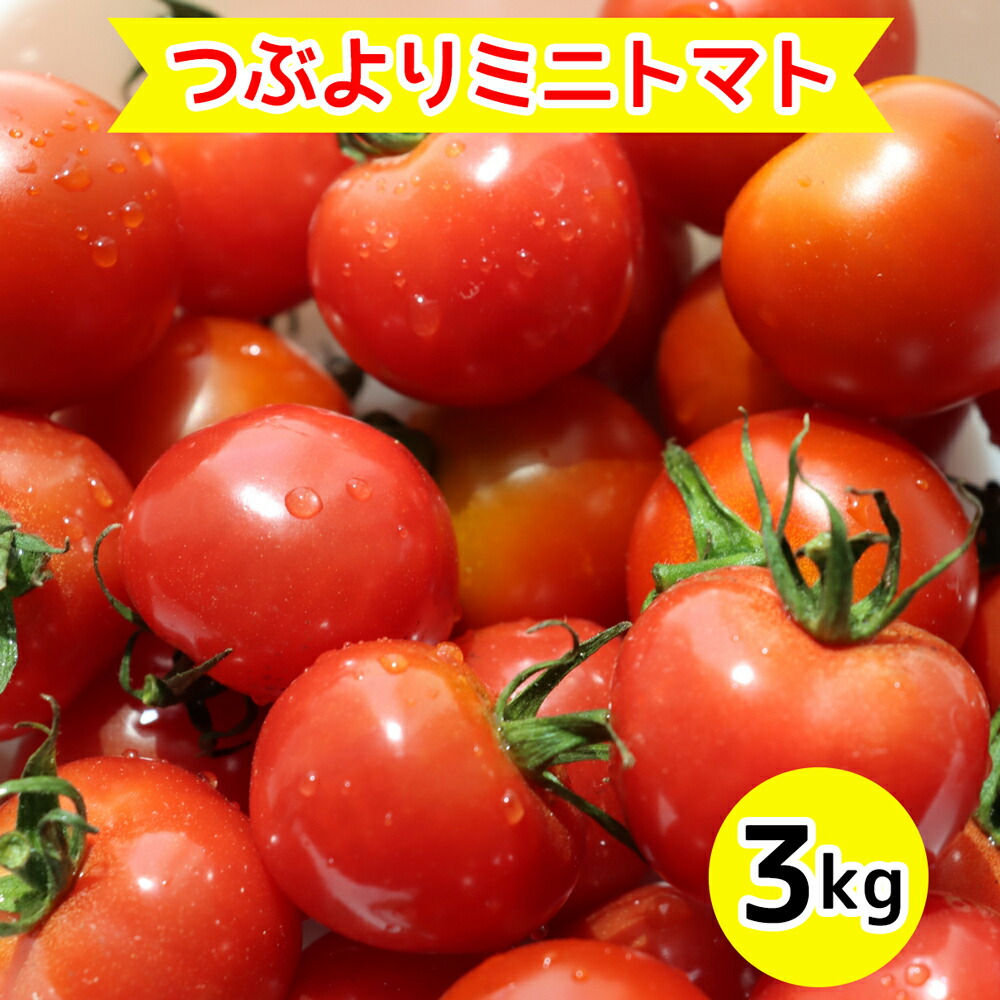 【ふるさと納税】農園直送 つぶより ミニトマト 3kg入り｜期間限定 とまと あまい 野菜 とれたて 採れたて 東浦町 愛知県 ナカセ農園 [AN001]