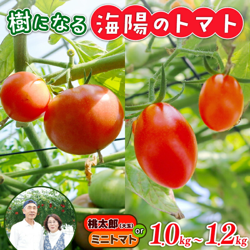 【ふるさと納税】 樹になるトマト 海陽のトマト 桃太郎 ホープ ミニトマト アイコ ピンキー トレモロ THファーム ハイボニカ農法 減農薬 高糖度 リコピン トマト  桃太郎 ホープ ミニトマト アイコ ピンキー トレモロ  ふるさと納税トマト 愛知県 南知多町 人気 おすすめ