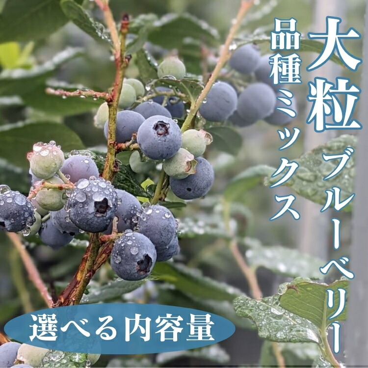 【ふるさと納税】＼選べる内容量／大粒ブルーベリー品種ミックス ※2025年6月上旬～8月上旬頃に順次発送予定 ※離島への配送不可
