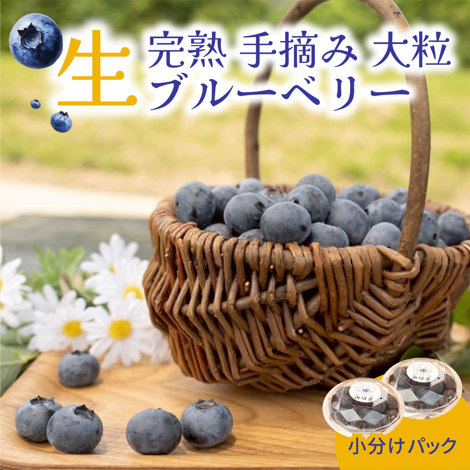 【ふるさと納税】【先行受付予約】知多半島 生ブルーベリー 完熟 果物 フルーツ 旬 農園直送 青果物 国産 健康 美容 愛知県 美浜町 ブルーベリーの里みはま 産地直送 ※2026年6月上旬～8月中旬に順次発送予定 送料無料 数量限定 期間限定 ※北海道・沖縄・離島への配送不可
