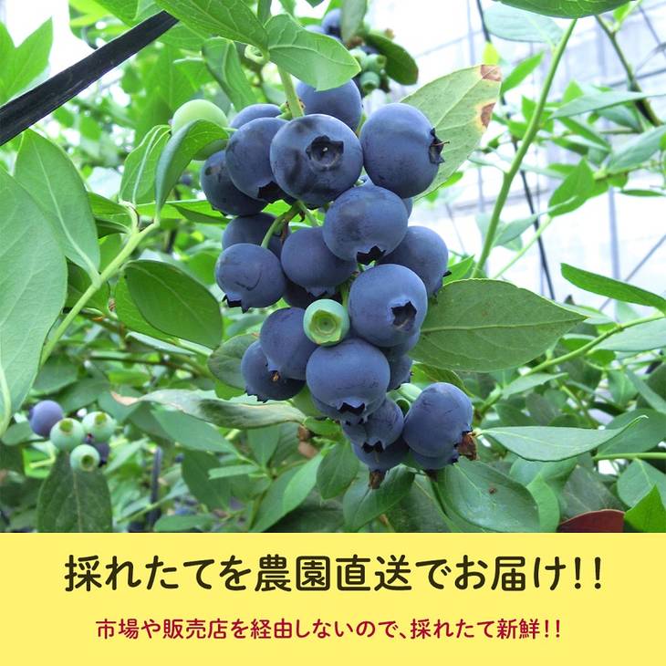 ふるさと納税 ブルーベリー 定期便 大粒ブルーベリー フルーツ 果物 人気品種 4パック 3ヶ月連続お届け 21年5月 7月順次発送予定 愛知県美浜町