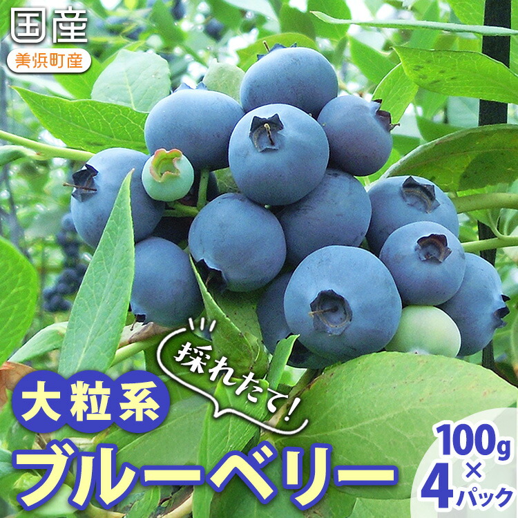 【ふるさと納税】＼人気の返礼品／ 大粒 生ブルーベリー 400g (100g×4) 完熟 採れたて 旬のフルーツ 果物 国産 愛知県 美浜町 先行予約 期間限定 ※2026年5月上旬～発送予定