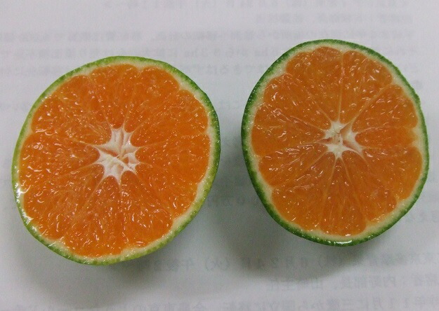 【ふるさと納税】《数量限定》幸田町産「グリーンハウスみかん 2kg化粧箱」 みかん ミカン 蜜柑 フルーツ 果物 ギフト ※2026年8月中旬から9月上旬頃に順次発送予定※北海道・沖縄・離島への発送不可※着日時指定不可｜愛知県幸田町