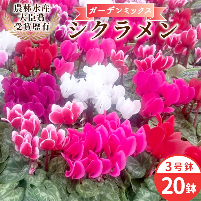 【ふるさと納税】〈此れから取っておく〉10月から順次送りとどける★シクラメン 園地入り合わせる 3号鉢×20鉢 稼穡水産殿上人賞勝ちえる歴あり 花 サクラ色 白 赤 差し上げ物 差し上げ物 鉢花 鉢 園地 ガーデニング 高品質 クリスマス 愛知県産 -222