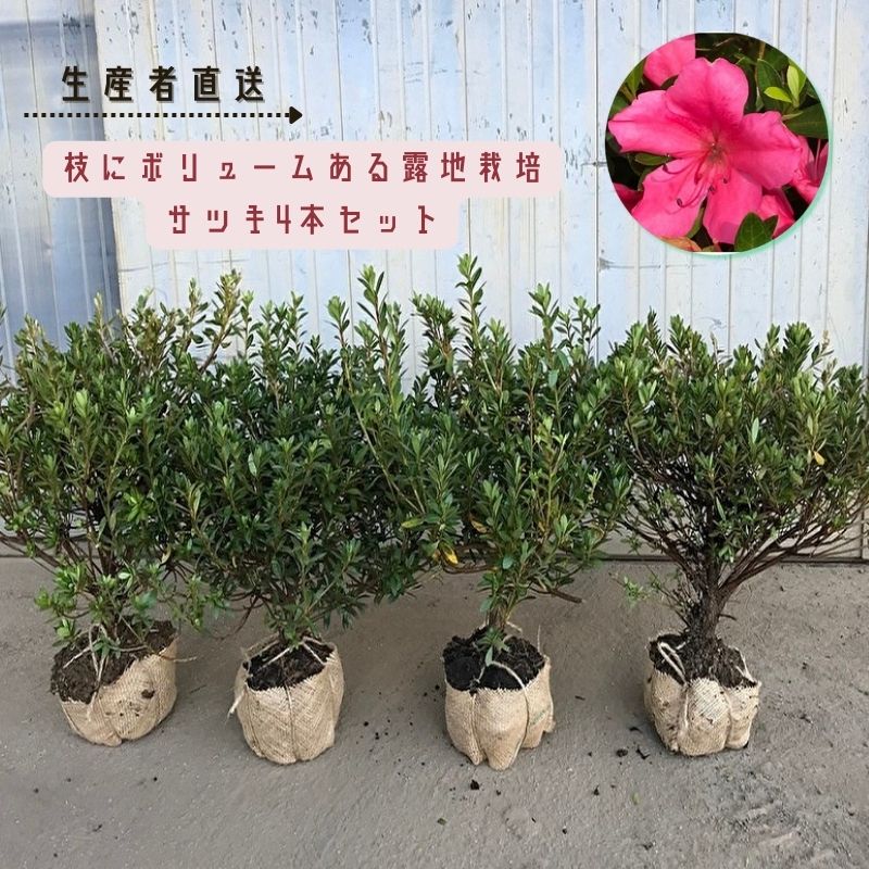 【ふるさと納税】【生産者直送】枝にボリュームある露地栽培サツキ(ピンク花)4本セット [ さつき 植木 庭木 ガーデニング 常緑 低木 ] 雑貨 日用品 植物 　お届け：木の状態の良い９月～３月頃発送となります｜三重県津市