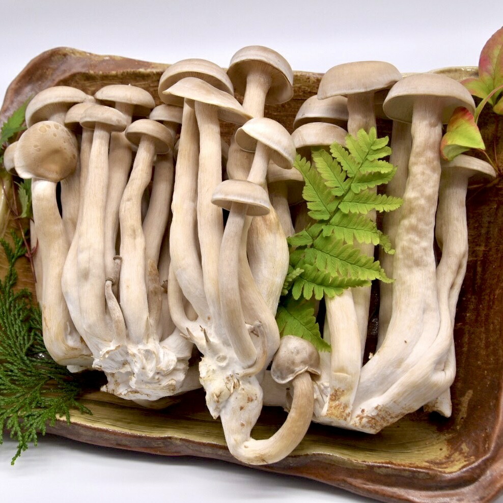ハナビラタケ マイタケ 詰め合わせ 花びら茸 栽培直送 500g 生鮮 きのこ 舞茸 まいたけ 鮮度抜群 コリコリ食感 無農薬栽培 炒め料理 はなびら たけ