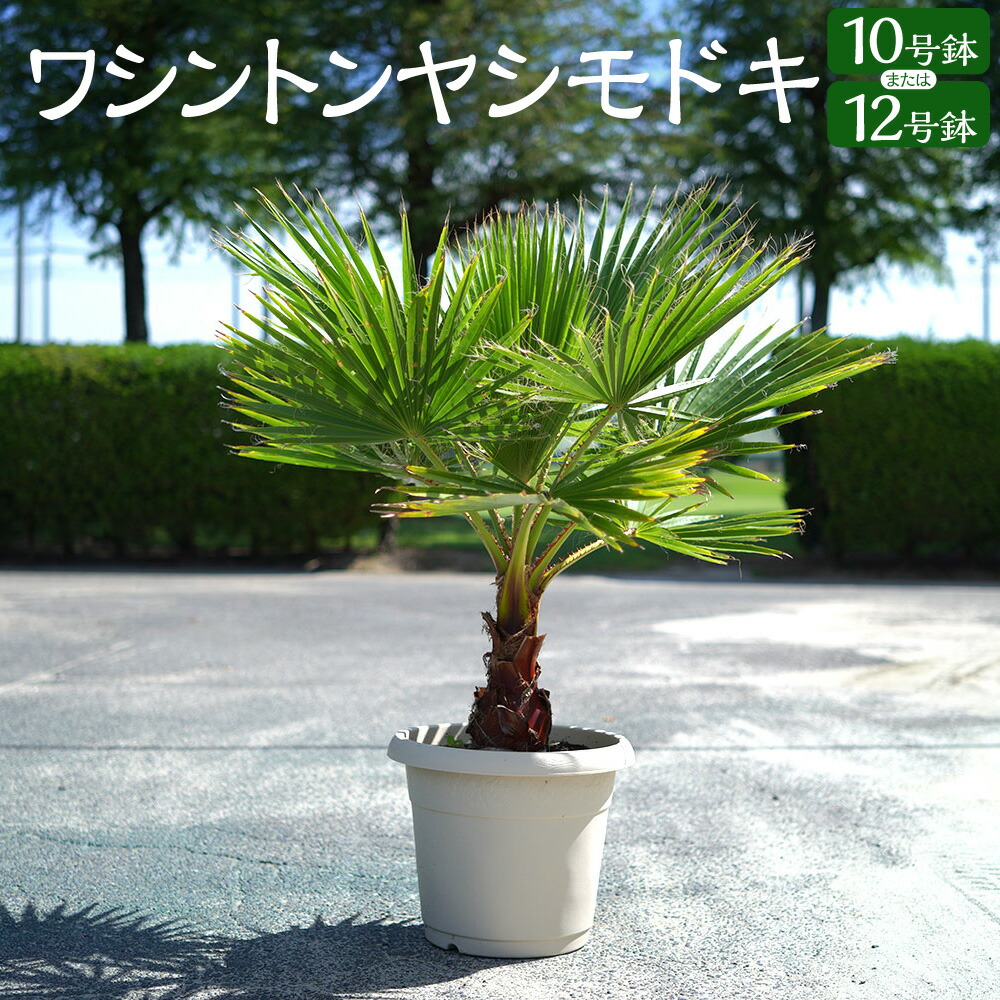【ふるさと納税】【大きいさが選べる】 ワシントン州 ヤシモドキ 10号鉢 or 12号鉢 椰子科 椰子科の木 ガーデニング 草木 南国 室内装飾 鉢 三重県 桑名市 貨物輸送無料