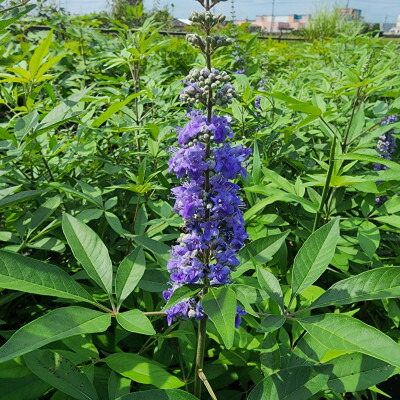 夏に穂状の薄紫色の綺麗な花を楽しみませんか セイヨウニンジンボク 庭木 果樹 期間限定特別価格