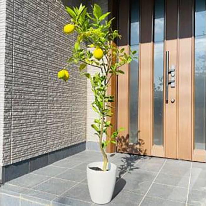 【ふるさと納税】住み処で刈りいれる リスボン檸檬の木  7号 オシャレなかざり付ける鉢 (ガーデニング用)