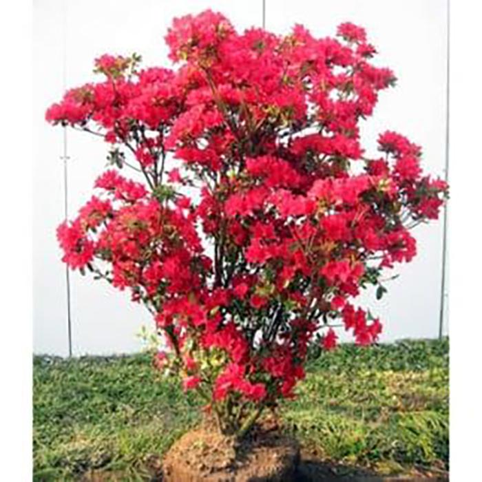 【ふるさと納税】花付きのよい大きめクルメツツジ(筑紫紅 チクシベニ)0.7m前後(根鉢含まず) (ガーデニング用)｜三重県鈴鹿市