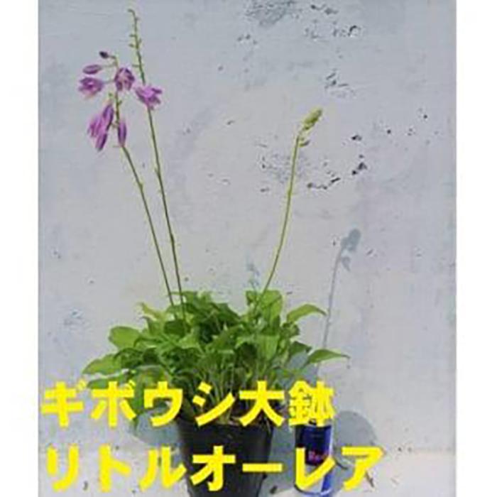 【ふるさと納税】緑の力で大地を甲斐甲斐しいに!【リトルオーレア】15珊ポット 擬宝珠 ホスタ 1鉢 疑しさに塗り付けるを 花・ガーデン・DIY-花・観葉植物-観葉植物