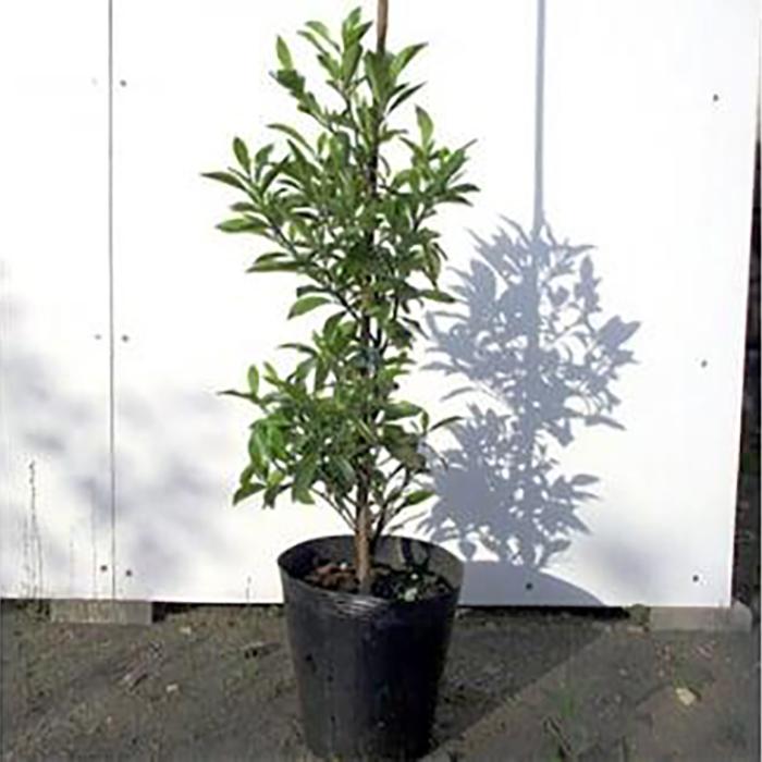 【ふるさと納税】バナナの香りがする花!カラタネオガタマ(ポートワイン) (ガーデニング用)