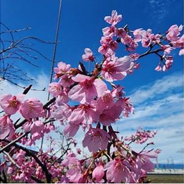 【ふるさと納税】紅色の好いたらしいな桜 お姫様雅 (庭木・生り物)