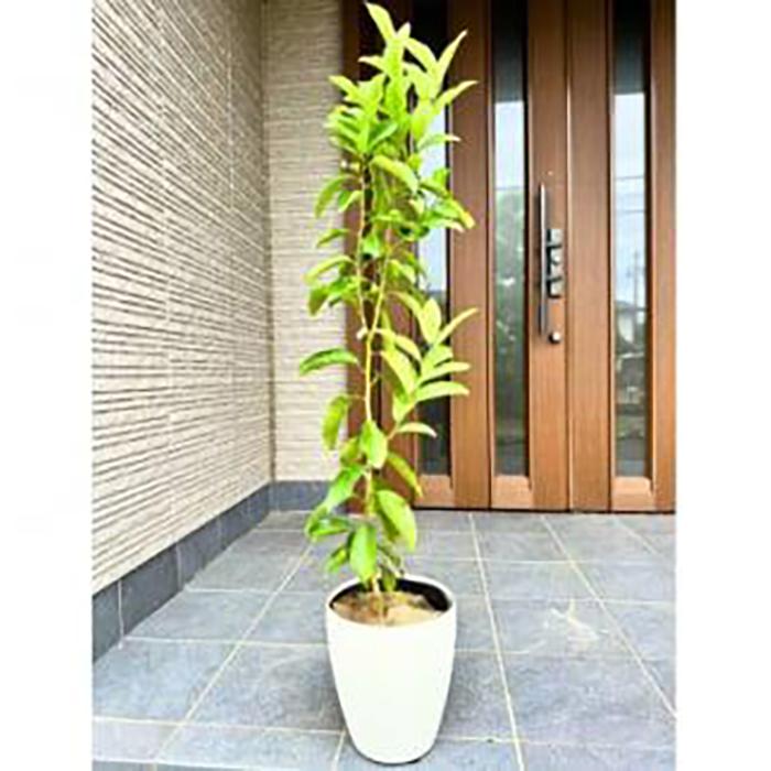 レモン苗木(瑠の香)　② 楽天市場】【送料無料】レモンの苗木璃の香 ( りのか ) 果樹の苗木