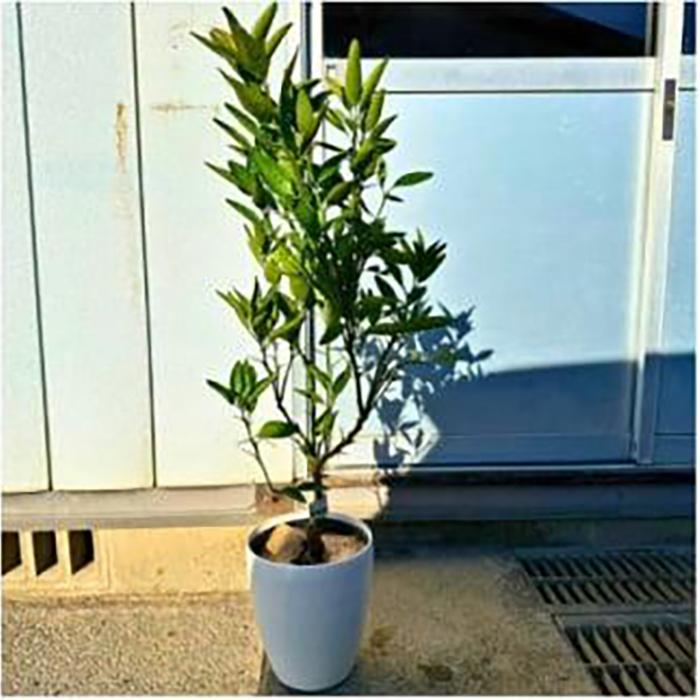【ふるさと納税】住み処で刈りいれる みかんの木 せとか 7号 オシャレな鉢取りまかなう 生り物苗(ガーデニング用)