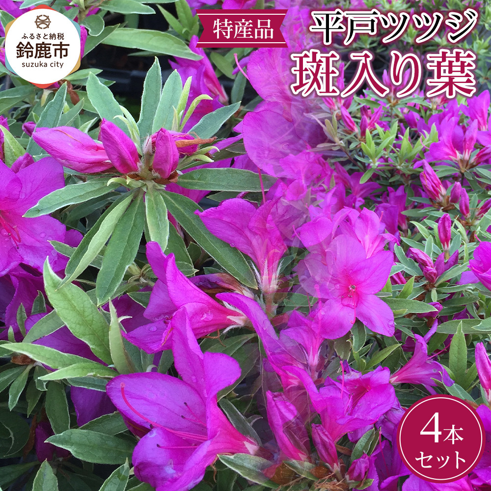 【ふるさと納税】特産品 平戸ツツジ斑入り葉 4本セット