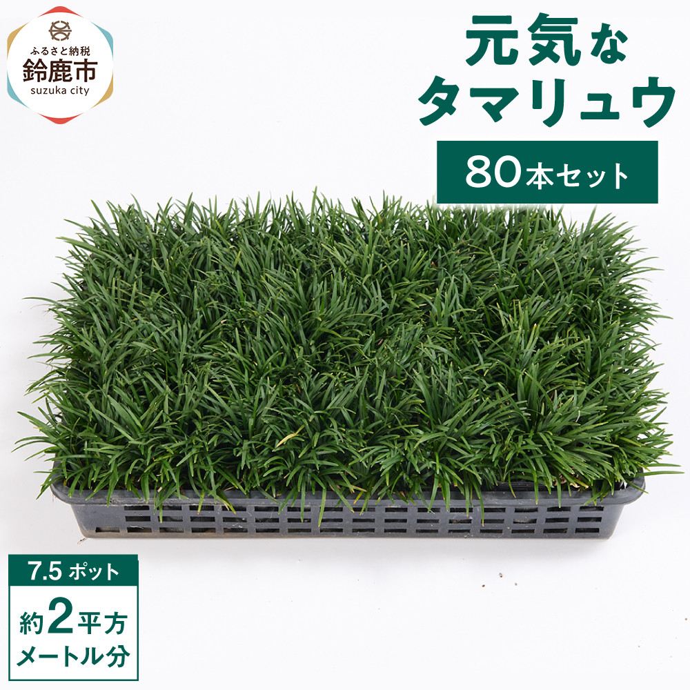 【ふるさと納税】【出どころ直送】甲斐甲斐しいなタマリュウ(7.5pot)80本書き割り[約2平方メートル分]