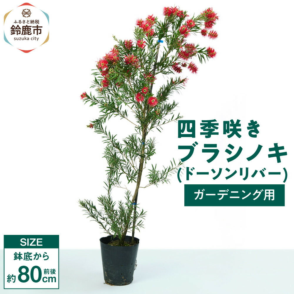 楽天市場】四季咲きブラシノキ(ドーソンリバー)樹高1.8m前後(鉢