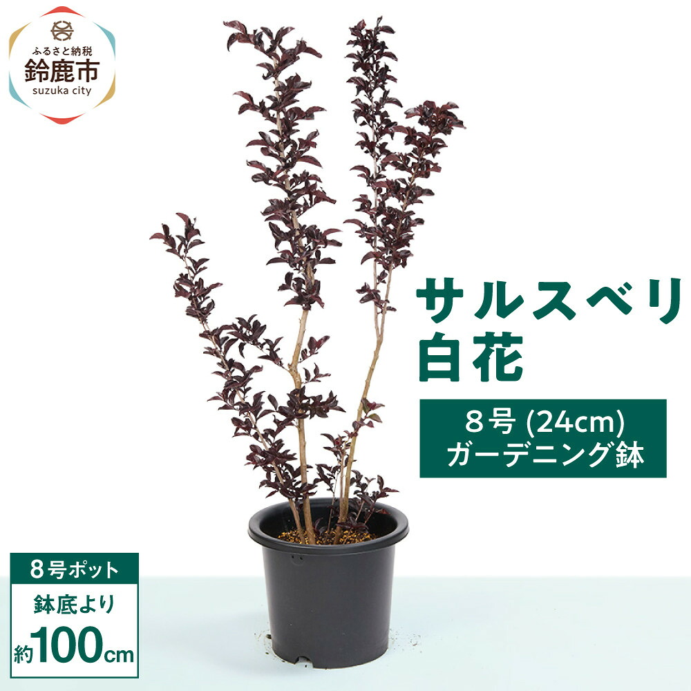 【ふるさと納税】輝く黒いこと岩礁が見目麗しい百日紅白花 8号(24珊）ガーデニング鉢