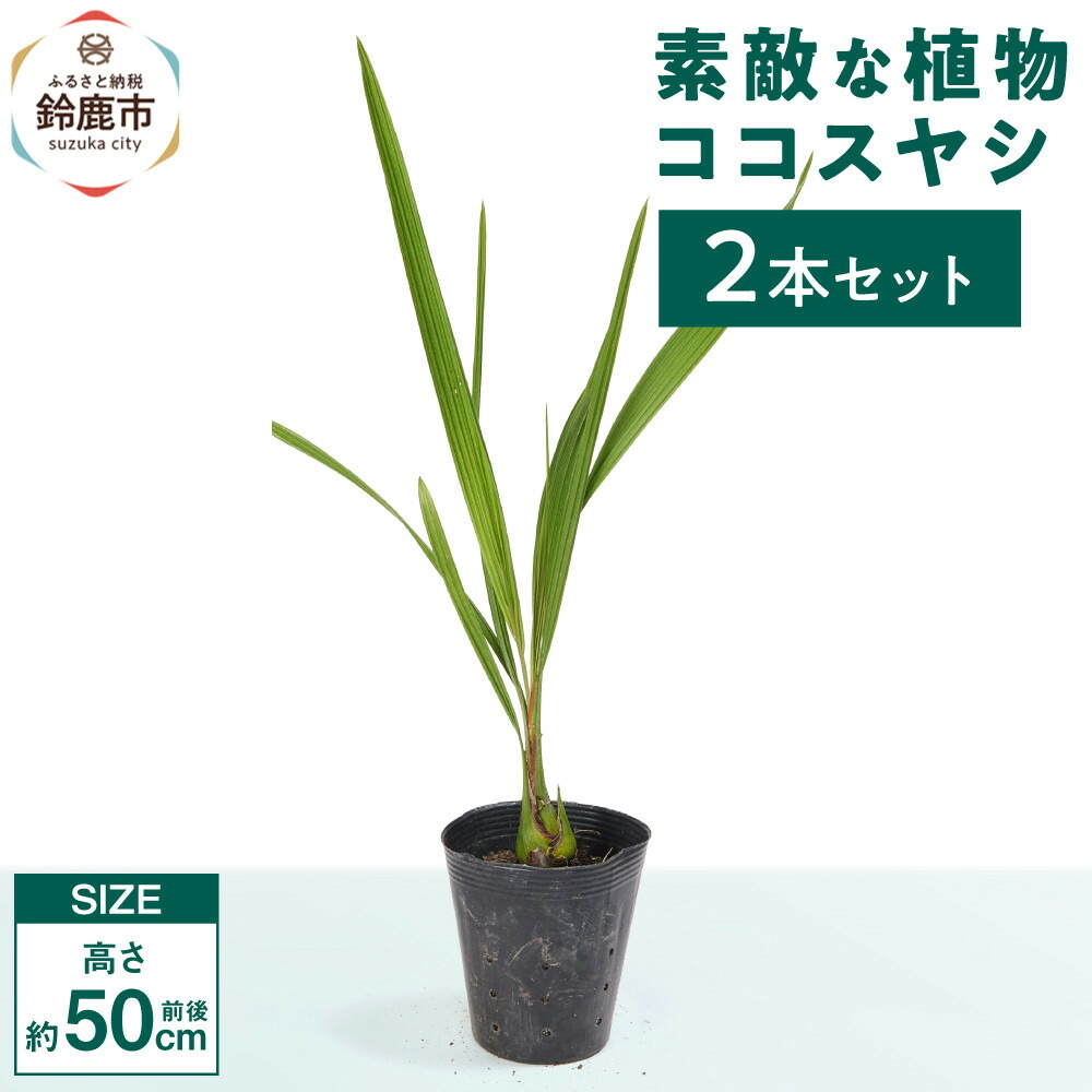 【ふるさと納税】好いたらしいな草木 ココスヤシ 2本書き割り