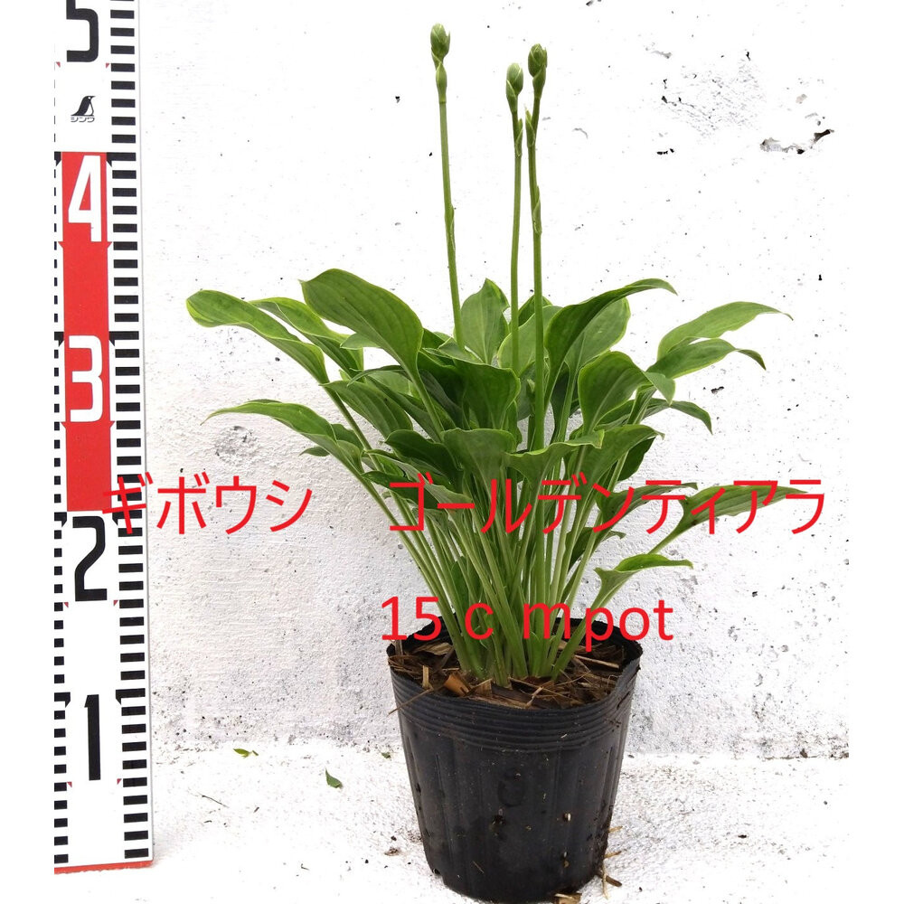 【ふるさと納税】緑の力で地球を元気に！【ギボウシ・ゴールデンティアラ】15cmポット 1本