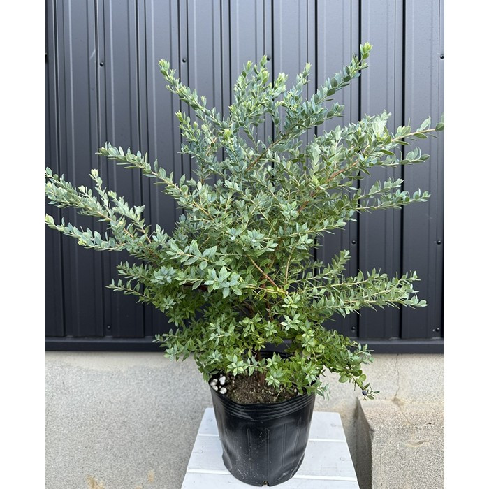 ドライガーデンＢセット鉢ごと配送致します。 ドライガーデンBセット鉢ごと配送致します。 楽天市場】ドライ