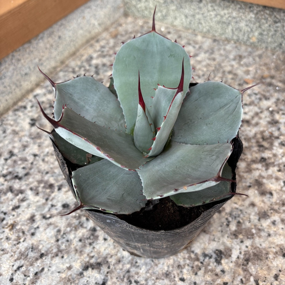 楽天市場】【ふるさと納税】アガベ・スノーグロー 4.5号鉢 四国