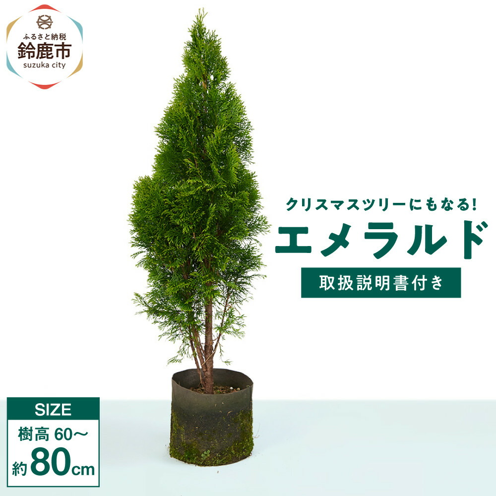 【ふるさと納税】ヨーロッパ樅にもなる♪エメラルド 樹高約70珊～90珊 取りまわし明らかにする書付き添い人