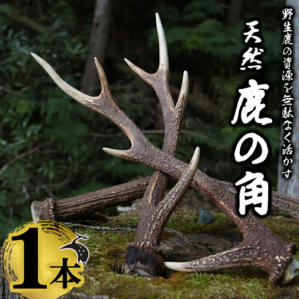 楽天市場】【ふるさと納税】天然記念物奈良の鹿「観賞用角一双」 一般