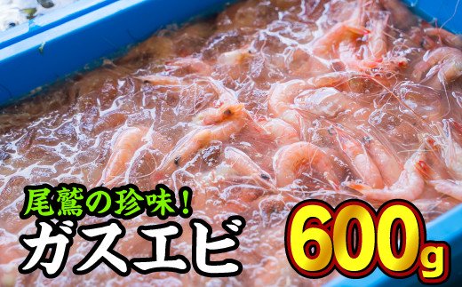 【ふるさと納税】 珍味！ガスエビ（ヒゲナガエビ） ６００gセット 天然 鮮度抜群 漁船直送 海の上で食べる味 直送 海老 えび エビ 殻付き 有頭 生食 刺身 冷蔵 魚介類 魚貝類 海産物 おかず 産地直送 三重県産 尾鷲市 国産 人気 HA-74
