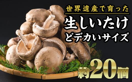 【ふるさと納税】デカい！特選 生しいたけ（大）　約２０個セット FA-3｜三重県尾鷲市