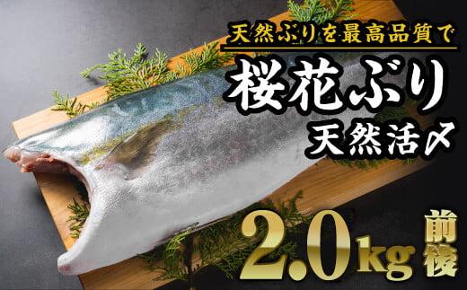 【ふるさと納税】【数量限定】活〆天然！桜華ぶり フィーレ １枚（2kg前後）尾鷲産　｜鰤 刺身 フィレ 照り焼き 塩焼き 冷凍 切り身 三重県 OB-34