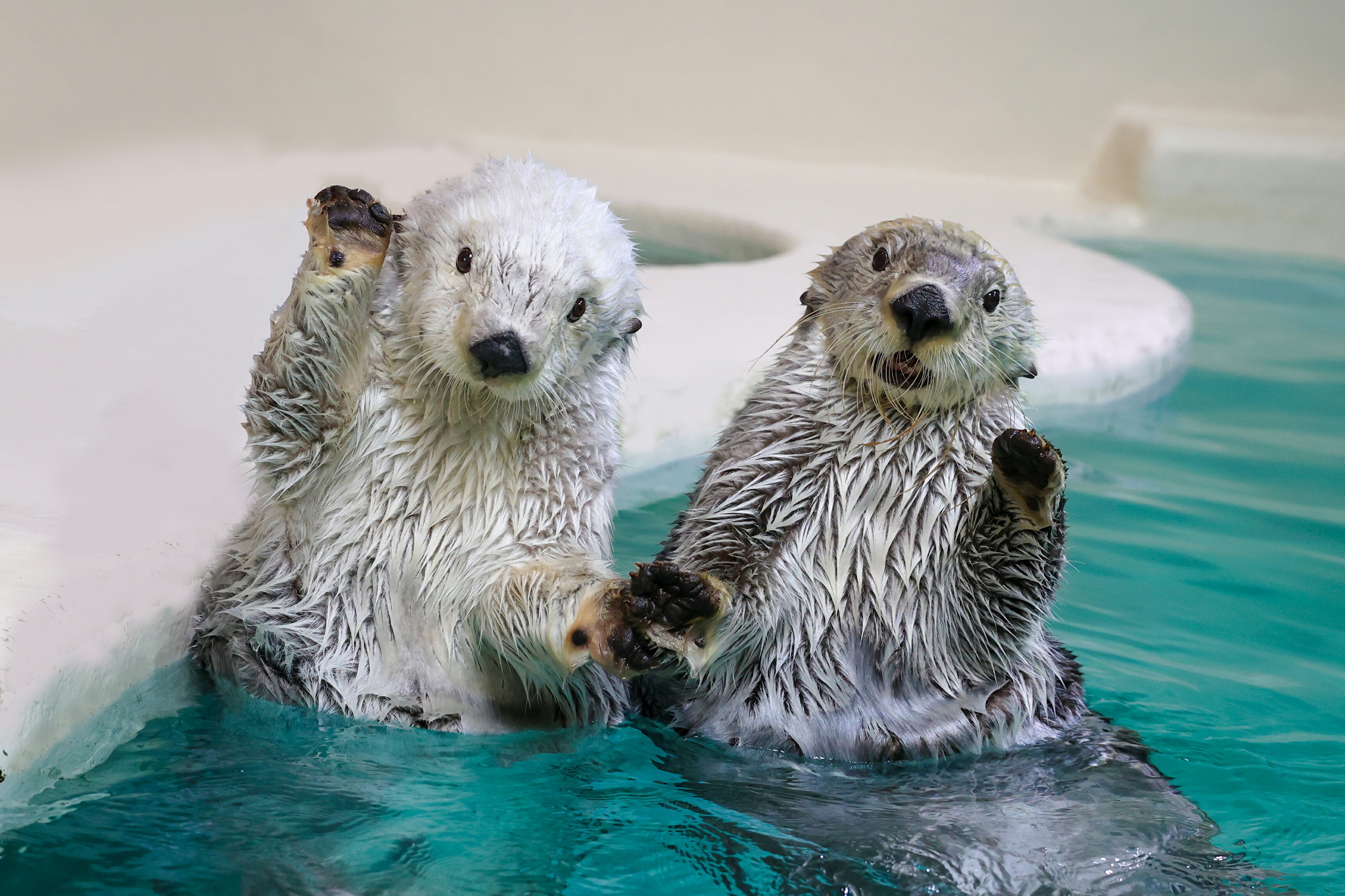 楽天市場】【ふるさと納税】30-53鳥羽水族館 年間パスポート 大人